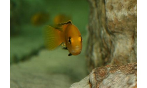 Labidochromis sp. yellow